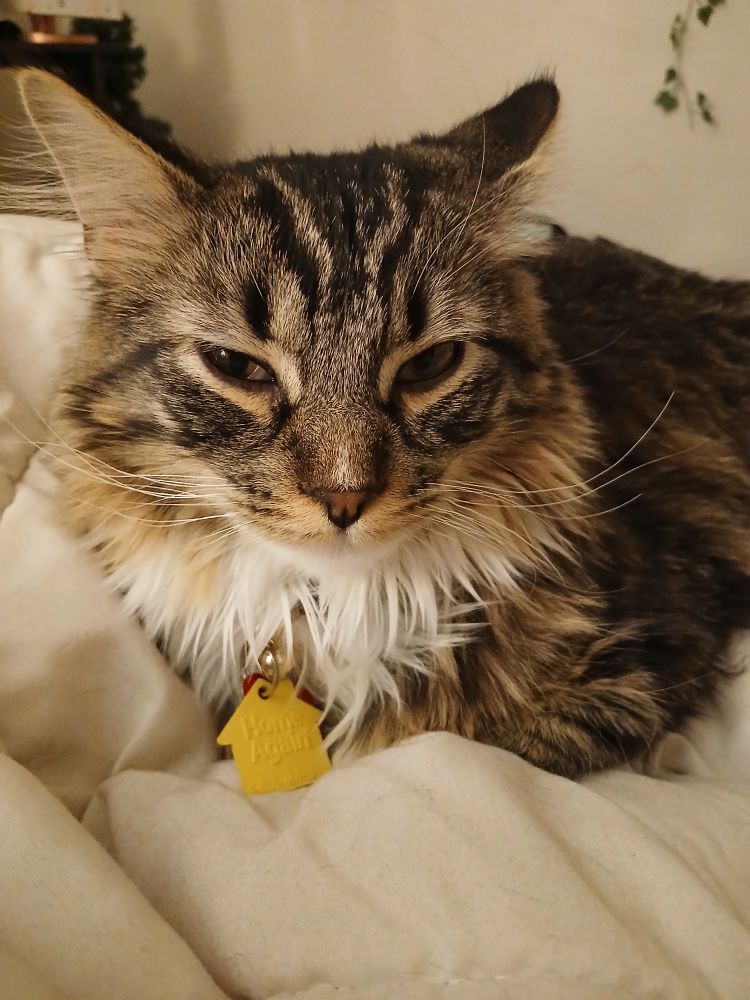 Cecil is a grey and white tabby cat with light orange around his ears and mouth. He has a yellow house shaped tag on his collar, and is laying on a white blanket with his feet tucked in.
