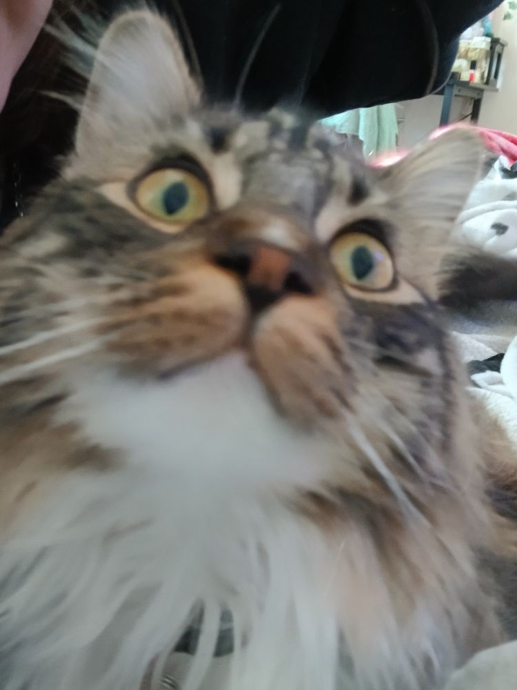 An orange, gray and white cat with green eyes looking up at the camera.