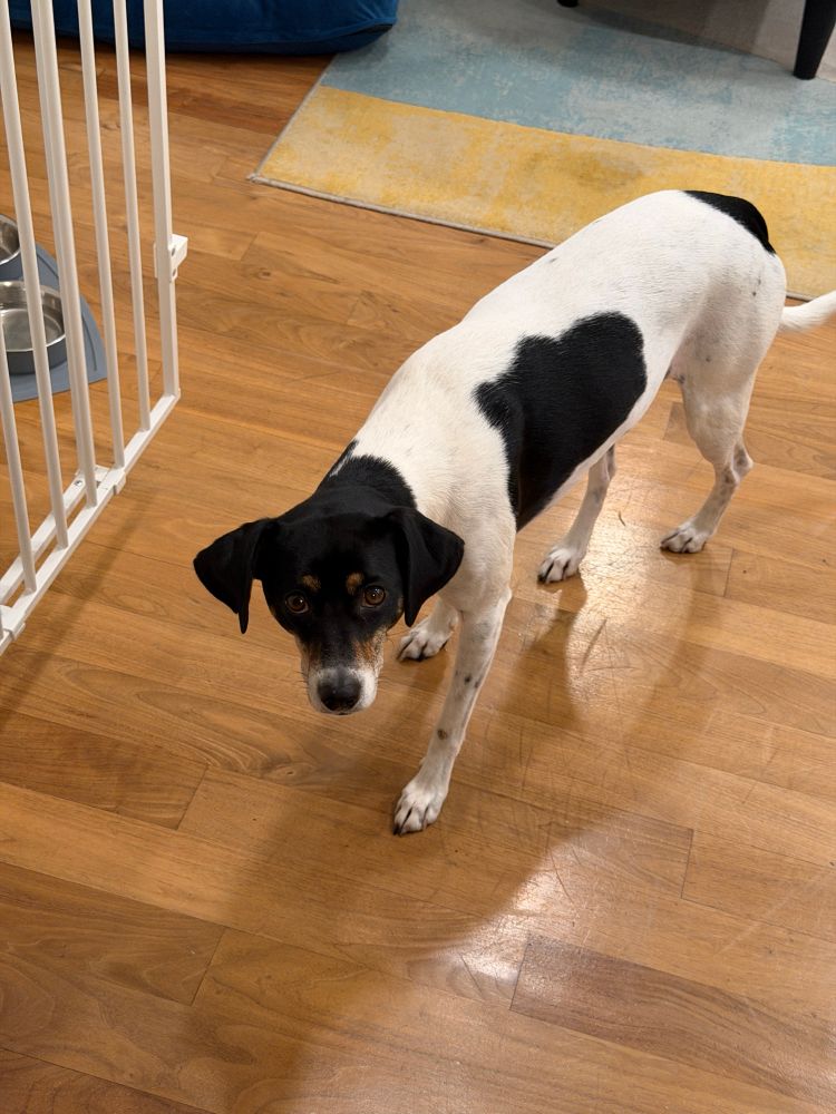 A closeup of a white and black beagle mix stands at a doorway with a child safety gate open, looking up pleadingly with big puppy eyes