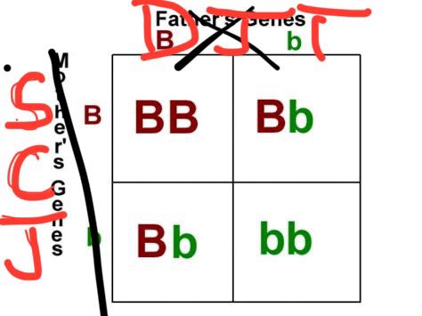 Punnett Square! 