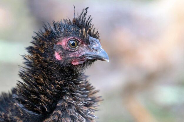 Zerzaustes Huhn, verzweifelt guckend