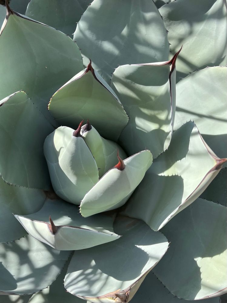 The center leaves of the agave plant at the botanical garden. 