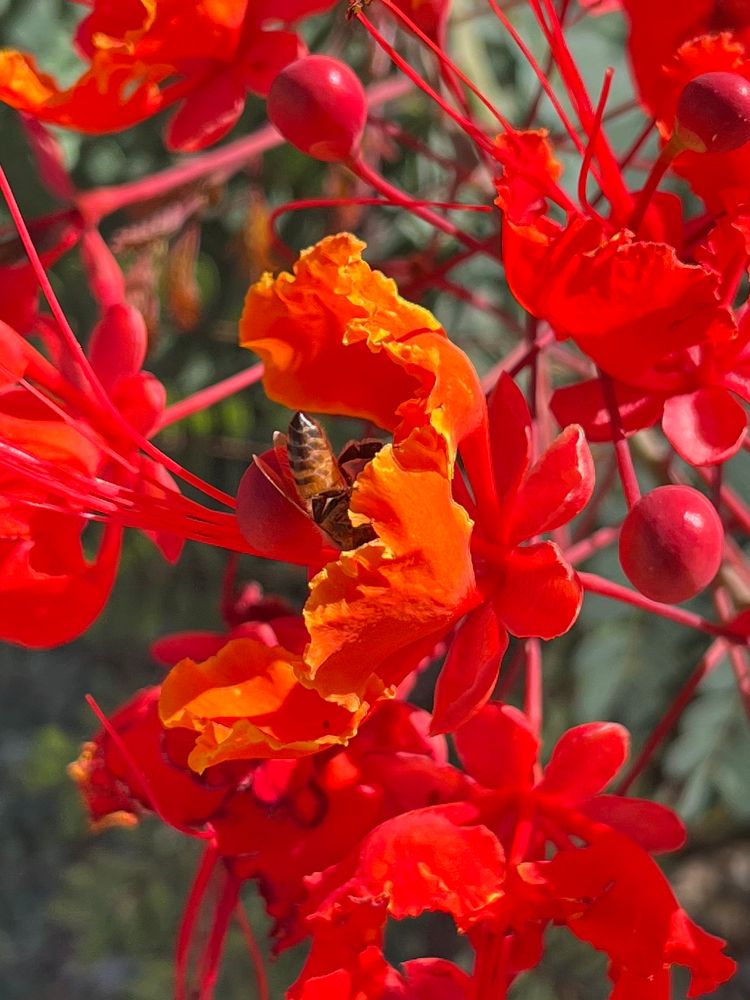 An up close photo of a bee inside of a flower. 