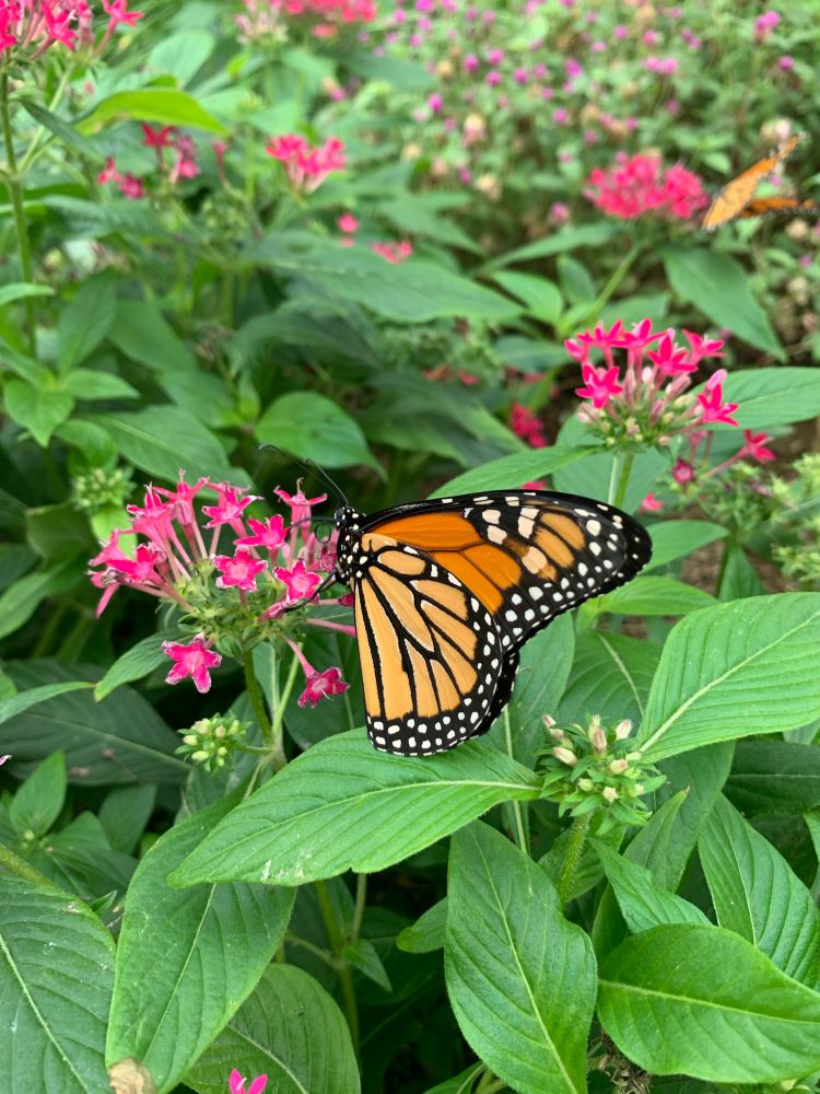 A beautiful Monarch butterfly on a pink flower at the butterfly pavilion at the desert botanical garden in Phoenix, Arizona 