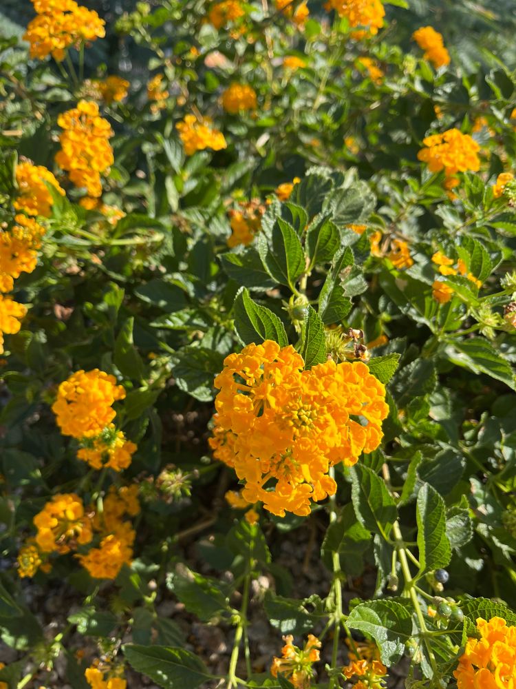 A lantana plant full of bright yellow flowers. 