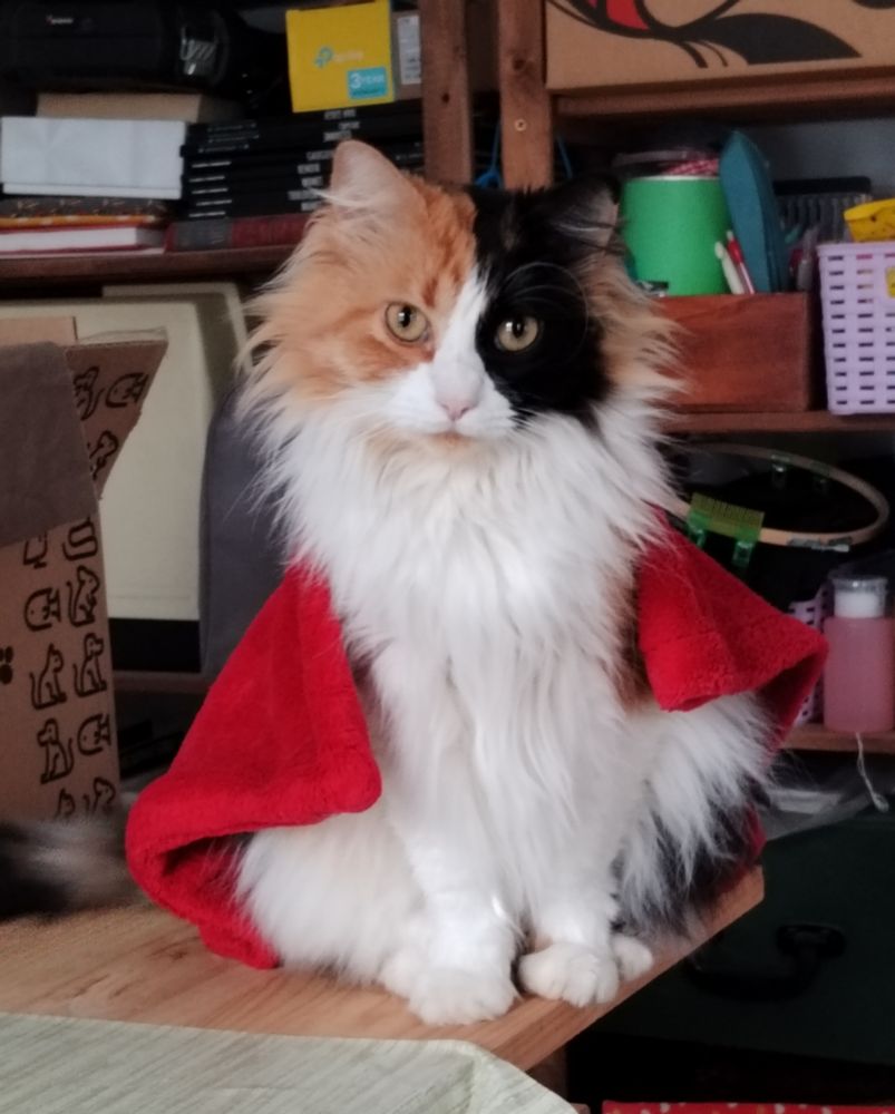 Fotografía. Retrato de Pirata Pimienta. Sobre un fondo atestado y colorido se encuentra una gata tricolor con una mantita roja que le hace de capa. Mira a cámara dulce.