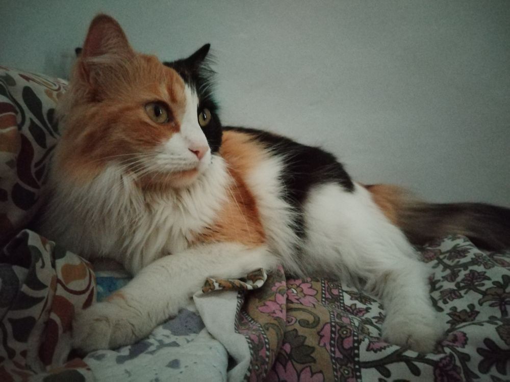 Fotografía. Gata tricolor acostada con gesto tranquilo y sus ojos ámbar abiertos, mirando hacia la derecha.