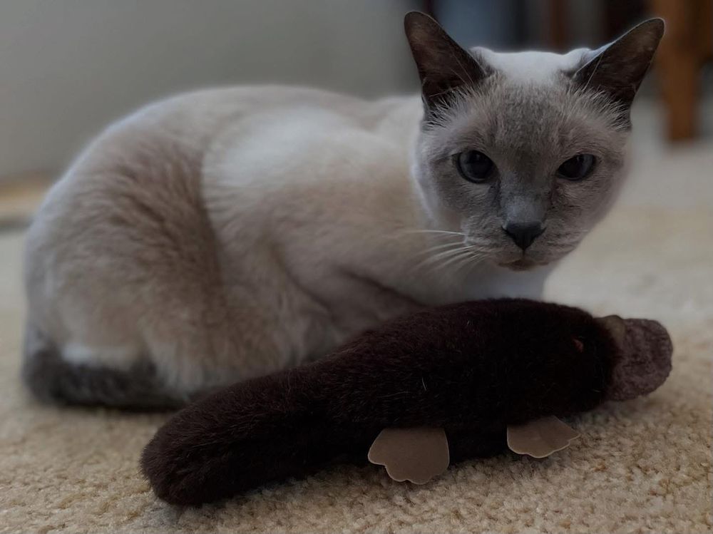 A lilac point Siamese cat peers at the camera. In front of her is her beloved platypus stuffed toy, its nose distorted by her teeth as she uses that hold to carry it around.