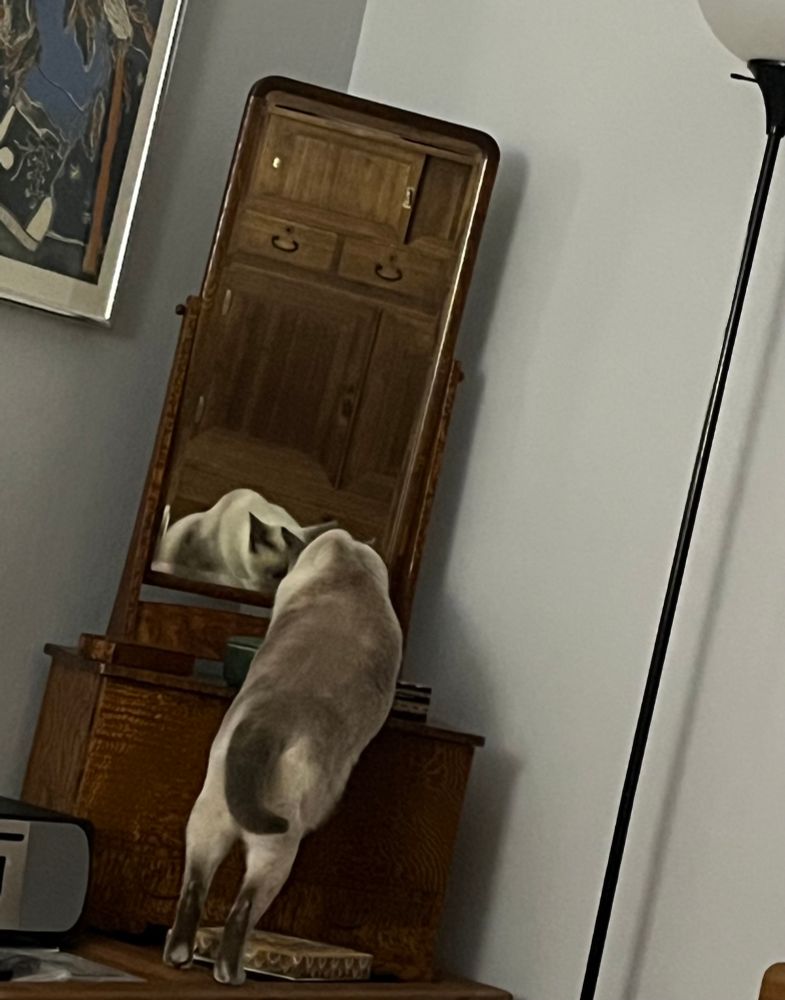 Siamese cat faces herself in a mirror. She is standing at full length to enable this. She wants to find the other cat.