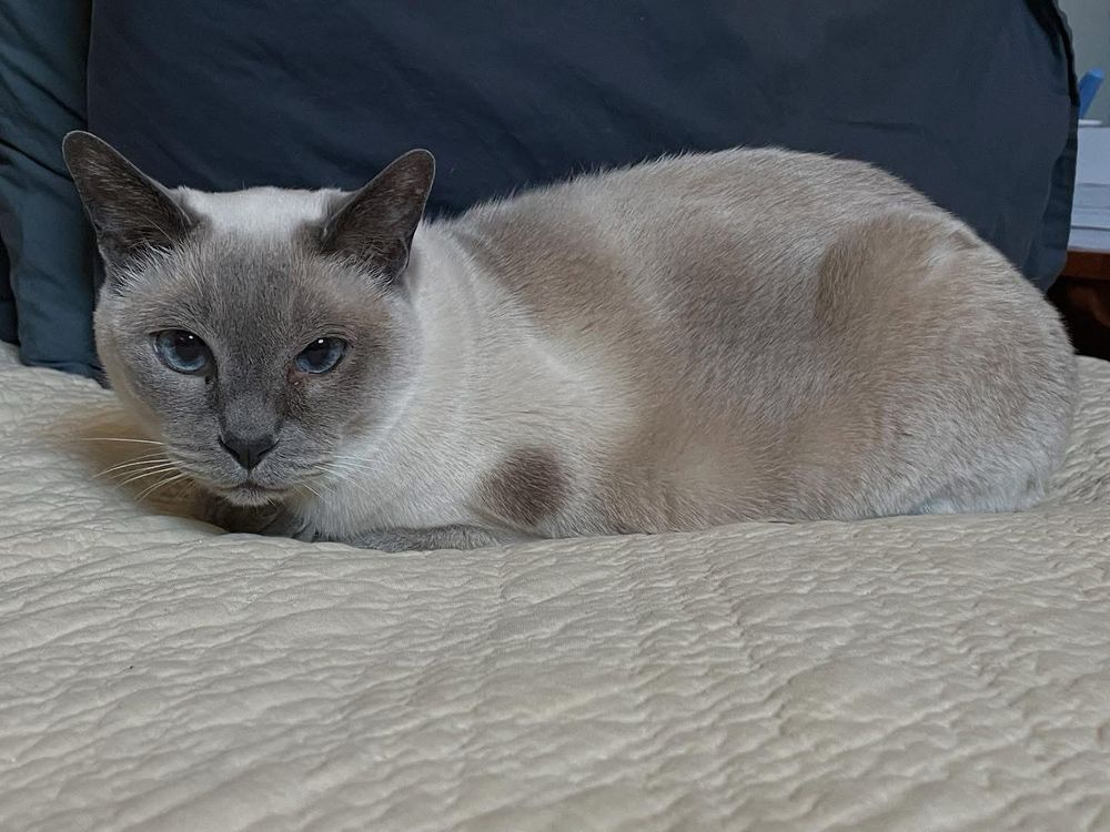 Siamese cat with blue eyes crouches on a quilt. She stares at the camera. She is putting up with being photographed before the cat sitter gives her the next meal she deserves.