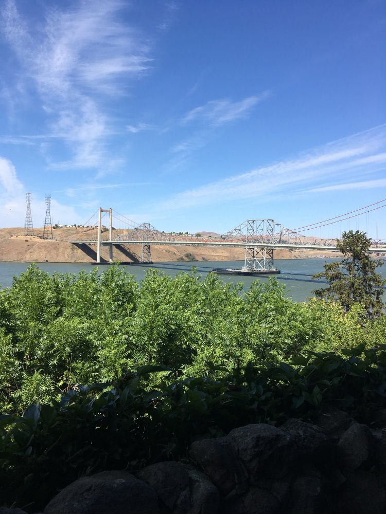 A suspension bridge with dry brown hills on the left, greenish water at its feet, and green bushes in the foreground. Carquinez Strait bridge joining Vallejo and Crockett and crossing the San Pablo Bay.