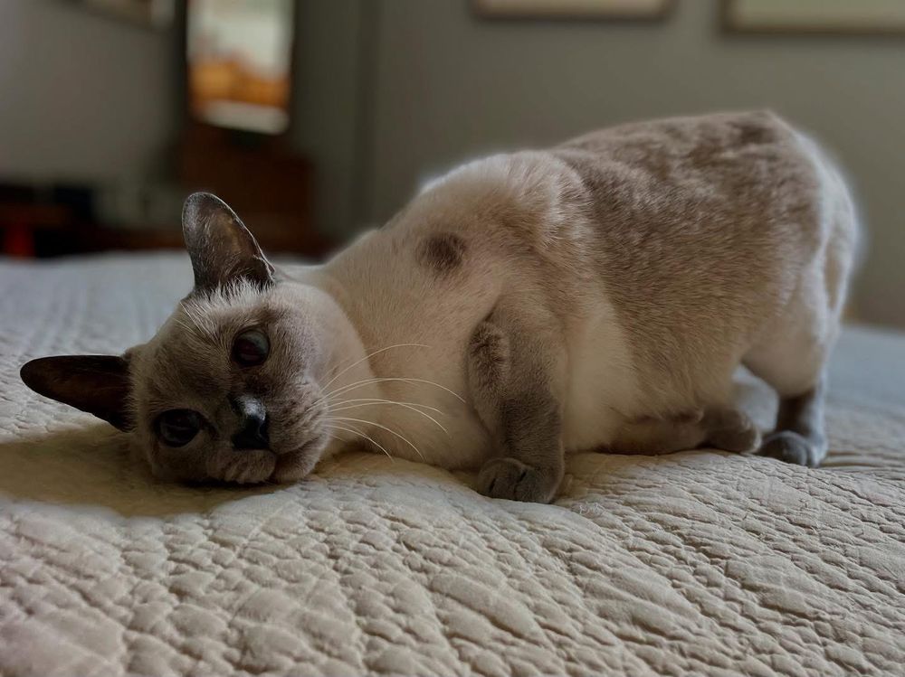 Cat about to flop over on a bed while waiting for petting. Graceless and needy all at once.