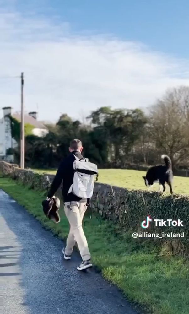 Dog walking on a wall beside a man. Dog is off the lead.