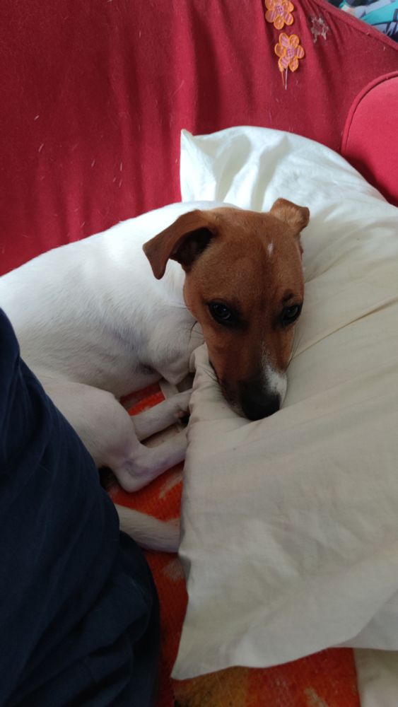 Poochy, un petit jack Russell, qui dort sur un canapé, la tête sur un oreiller 