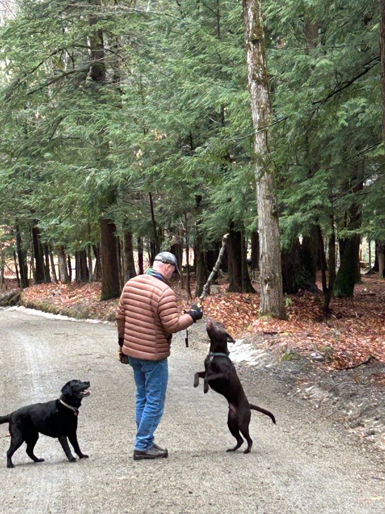 Man with stick on road in the woods with two dogs. One dog is jumping up for the stick.
