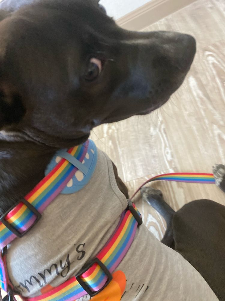 dog looking over her shoulder