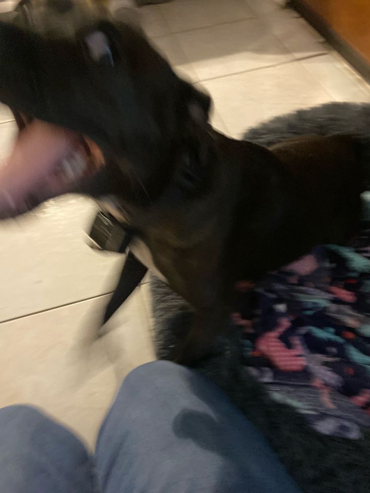 blurry photo of a dog
