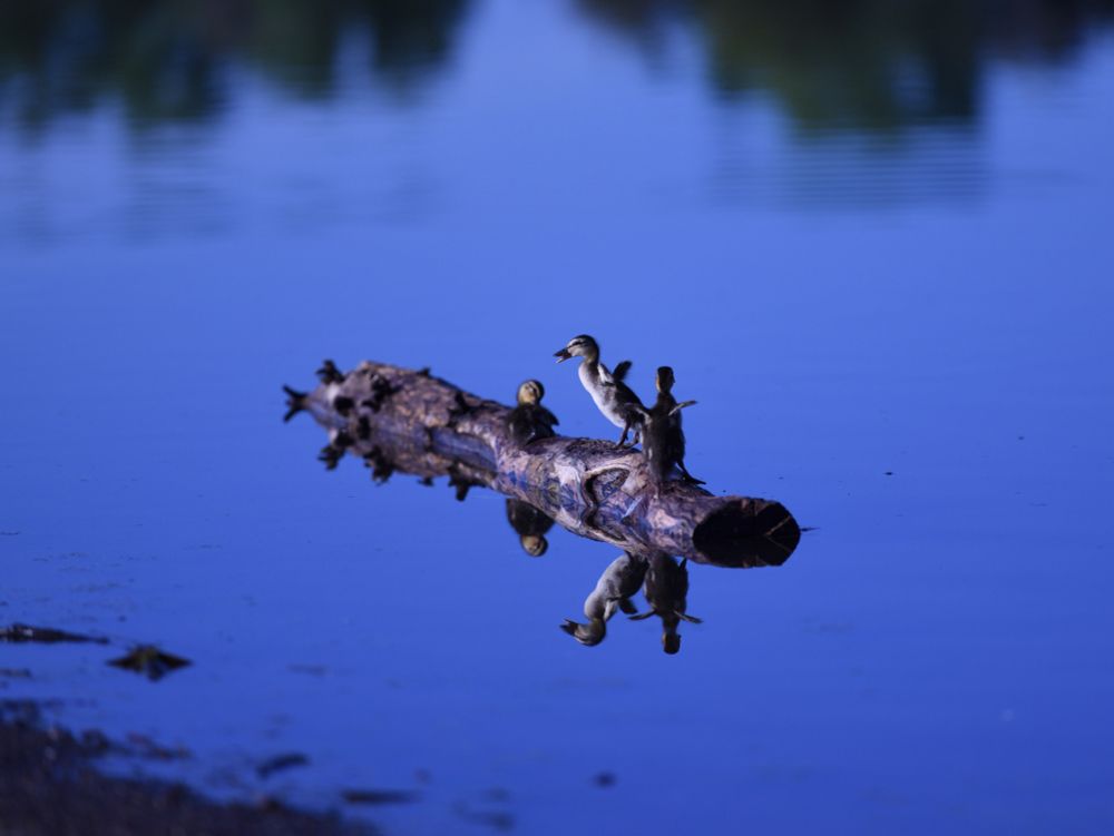 Ducks on a log