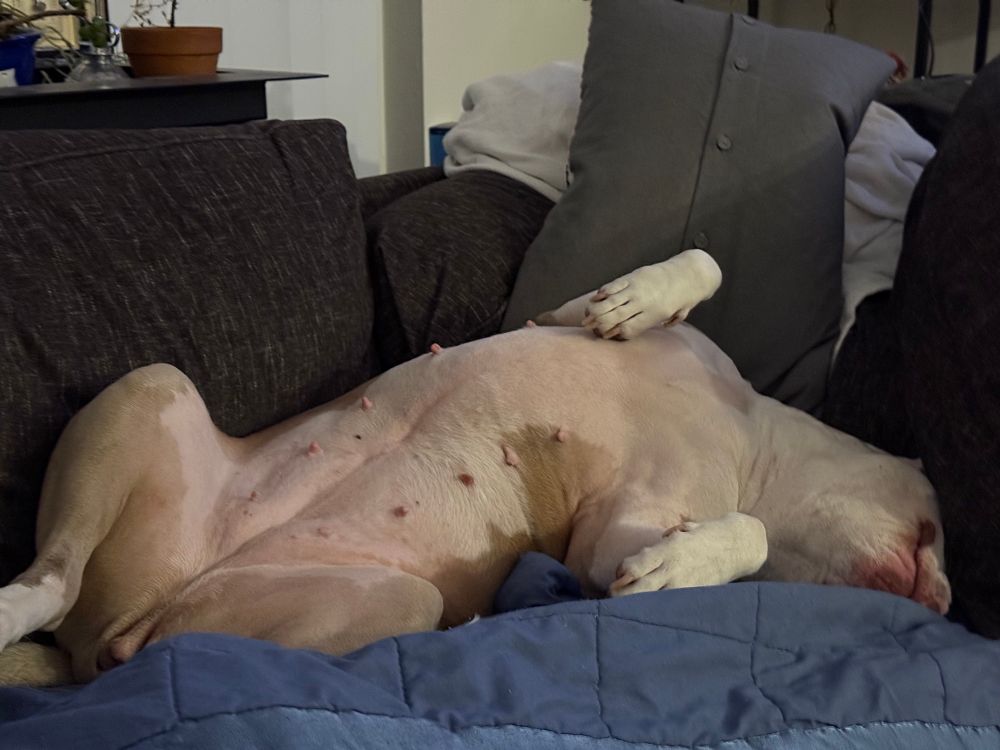 My pittie Artemis laying on her back, her head shoved halfway under a pillow, paws up, being all dramatic, cute, and comfy at the same time. How she sleeps like this I’ll never know. 