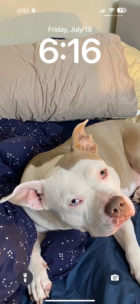 My phone lockscreen is my dog Artemis on a blanket with her head tilted in curiosity.