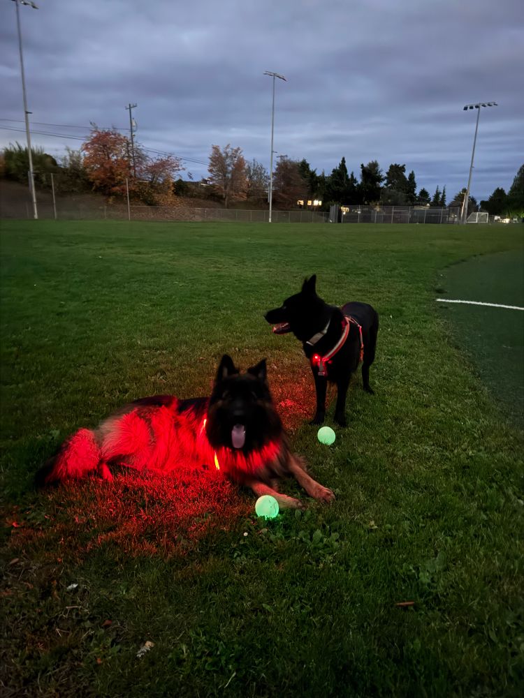this is coda laying down and staying up at the playroom. Where is looking back at her brother who went with us pray for those dark and now they’re wearing their red so we aren’t blinded by the light.