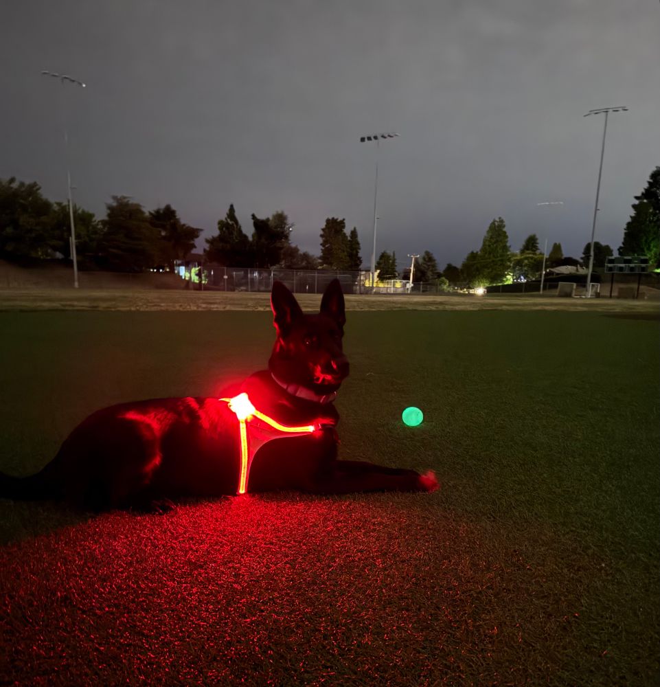 Eris looks happy but they didn’t play much. It was pretty warm last night when we went 63° not much running. She is laying down she is has her head up. She is perpendicular to the camera, but her head is turned to us. She has a ball sort of in front of her. She’s at the dark playfield.