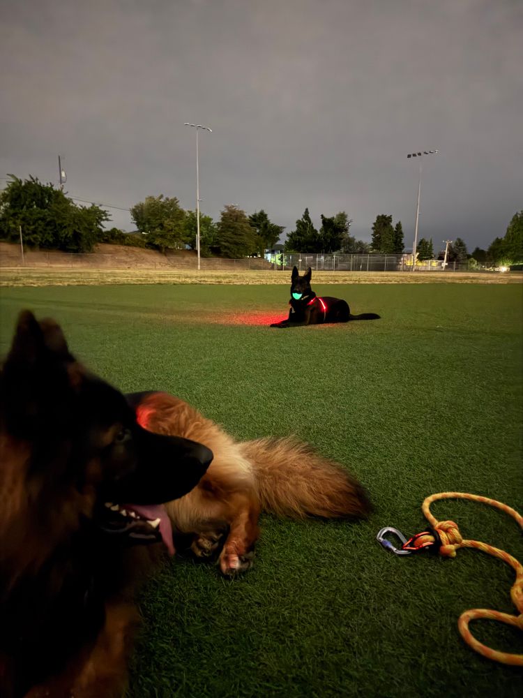 Koda close-up he is in the dark his face shadowed facing the middle of the frame Eris right in the background in the center. She has a ball in her mouth. There’s a leash on the right - down on the ground. The ground is turf.
Beyond the field, there is a hill, dead grass and some short deciduous trees 