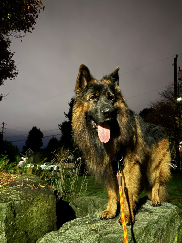 coda went first last night and he did have to deal with a lot of cars in the neighborhood but even more dogs walking, which is hard for errors and Kota is a little better with cars and then Iris is with dogs Here is under some street light at Kirke Park. He’s all for paws upon a granite rock.
He’s posing nicely just like the lion King 