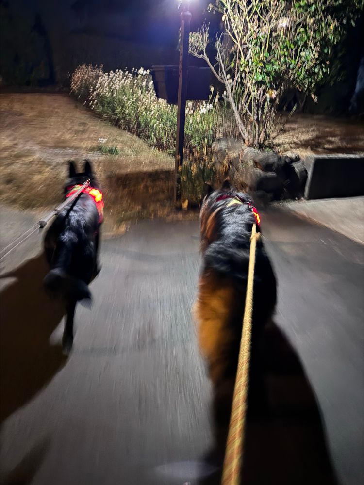 The dogs walking in the neighborhood by this playfield they have a view of the sound so no trees are allowed. It would be miserable to walk there in the daytime and have sun on you the whole time.