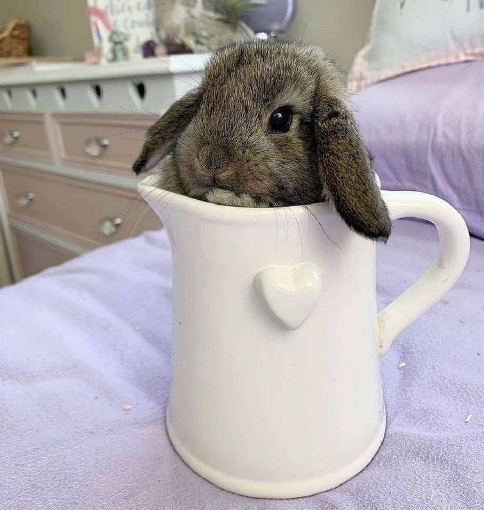 a rabbit in a ceramic pitcher with a heart on it