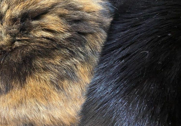 Fur closeup of my sleeping cats: the late Syd, tortoiseshell, and Nancy, a tuxedo, who gave us unbridled joy for close on 18 years after arriving as small things from Hounslow Cat Rescue. 