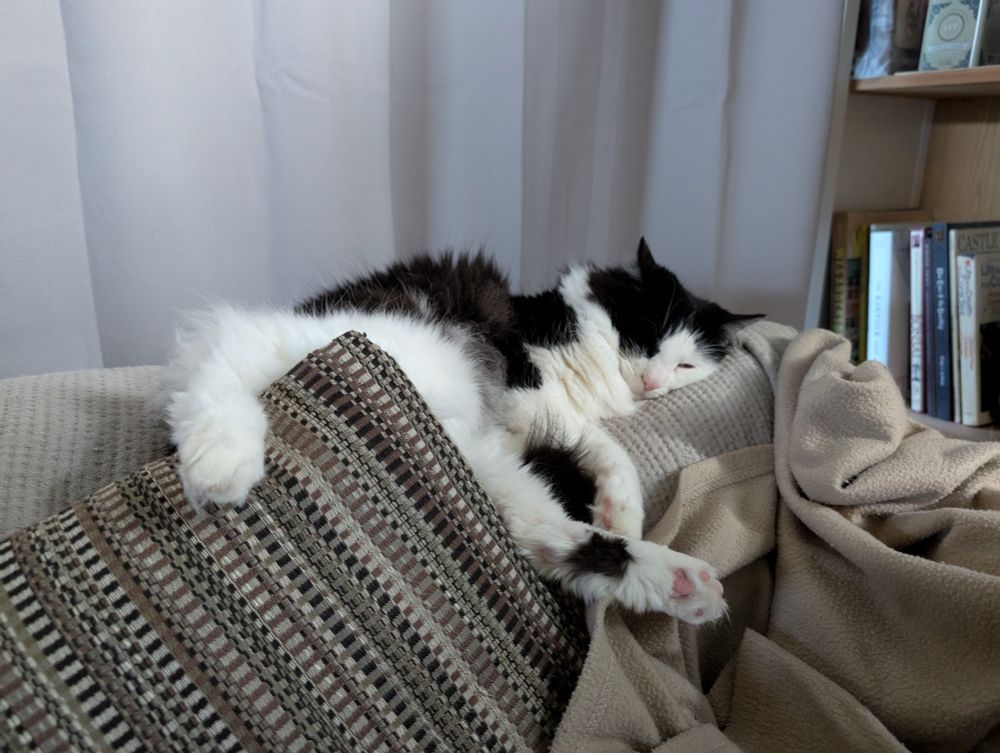 Floody black and white cat on the back of a couch with feet sticking out and little pink toe beans showing 