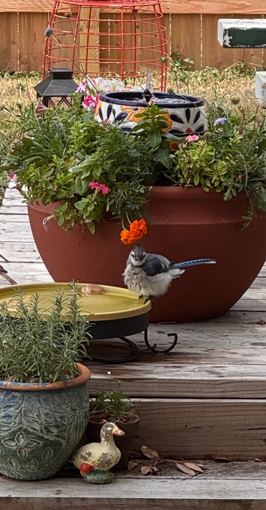 A blue jay perched on the side of a low birdbath in a backyard. The bird is looking directly at the camera. Its feathers are fluffed from its bath, so it looks round, like a tennis ball. Behind the bird is a planter with flowers, greenery, and a small fountain. 