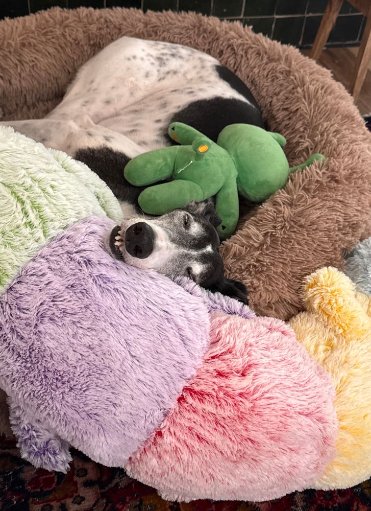 A black and white greyhound sleeping blissfully on a fuzzy dog bed, resting its head on a giant rainbow-colored caterpillar toy like a pillow. There’s a little alien toy resting on top of the dog’s body. 