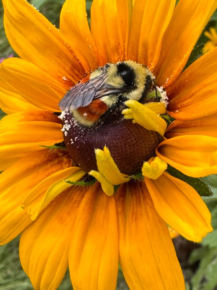 A giant yellow, black, and orange bumblebee takes a nap in the center of a yellow flower in a garden. There are little white dots of pollen all over the flower and the bee’s fuzzy head.