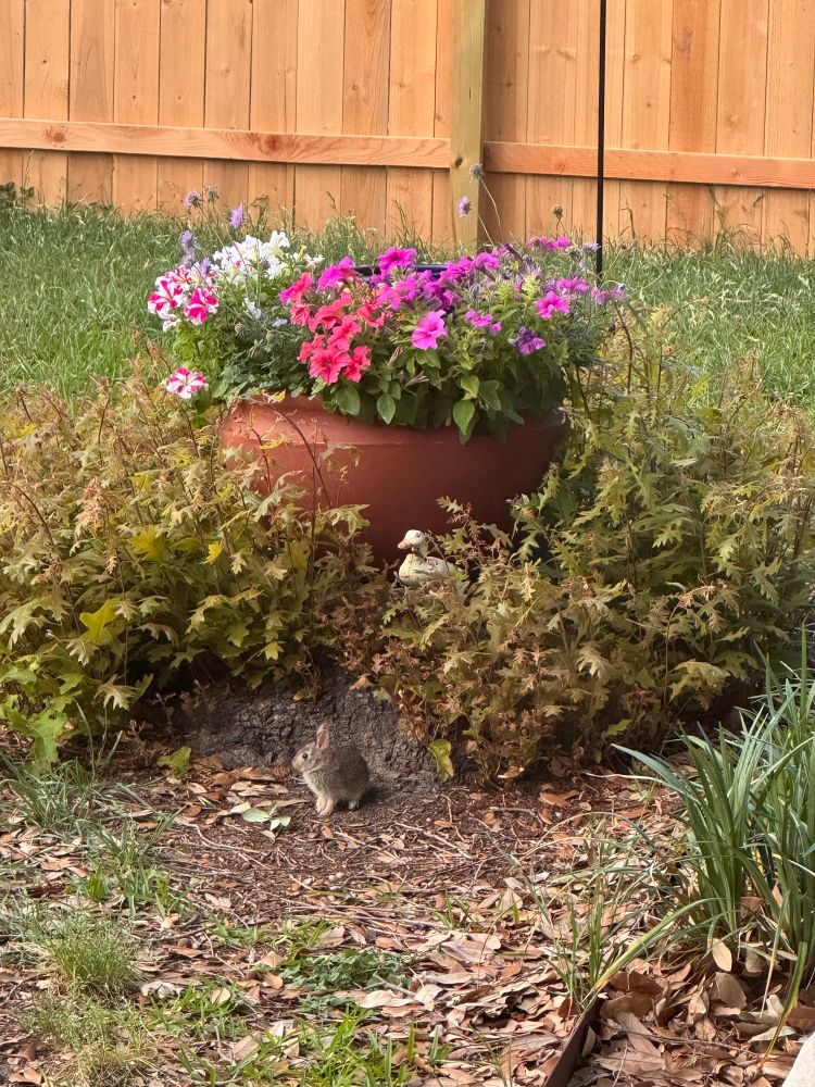 Profile of a small brown baby bunny sitting in front of a tree stump in a backyard. On the tree stump is a terra cotta planter full of colorful petunia flowers. 