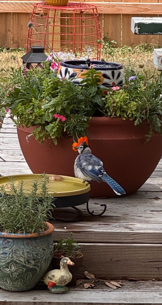 A blue jay is perched on the side of a low birdbath in a backyard. The bird is very fluffed up from its bath, like a popped popcorn kernel. Behind the bird is a planter with flowers and greenery, and a small fountain. 