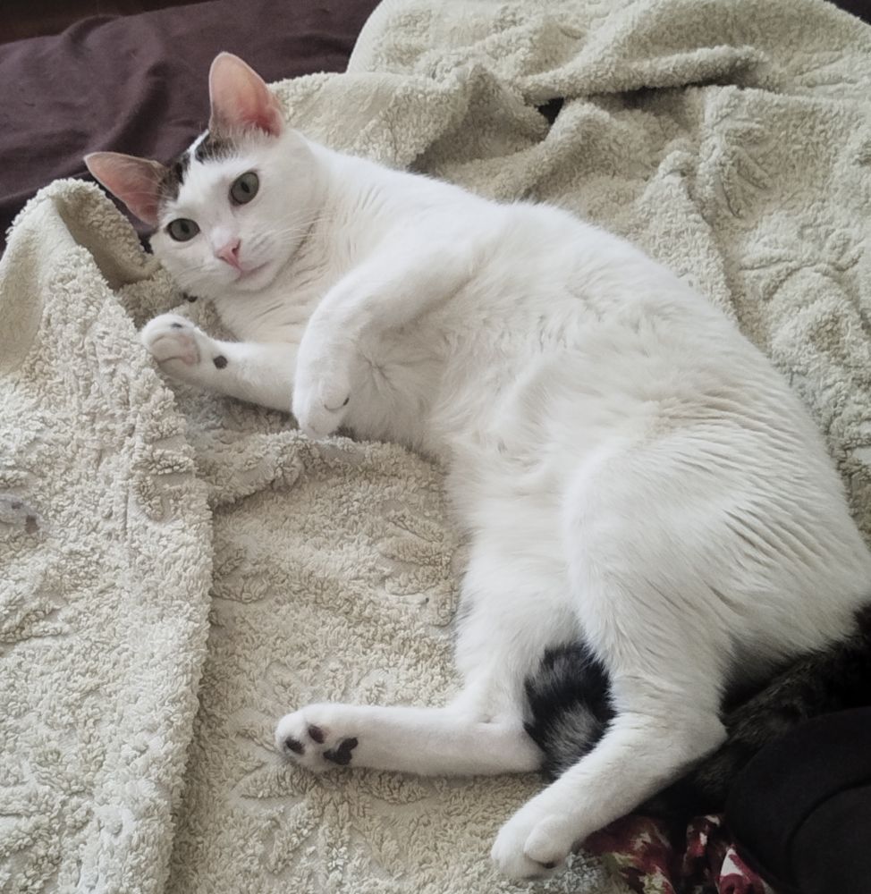 Es mi gata tirada encima de una toalla 