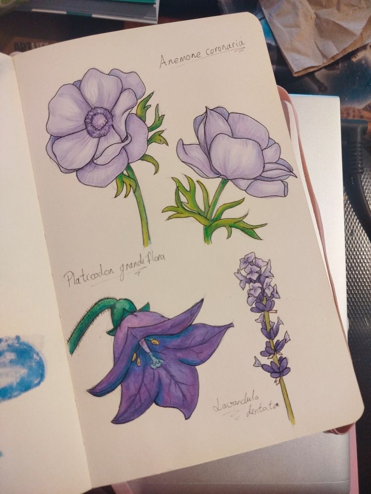 Es una hoja de mi cuaderno de dibujo naturalista en el que se ven diferentes flores de color violeta: dos anémonas, una campánula y una lavanda 