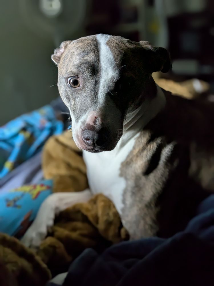 Brown and white whippet + pit mix in dramatic lighting.