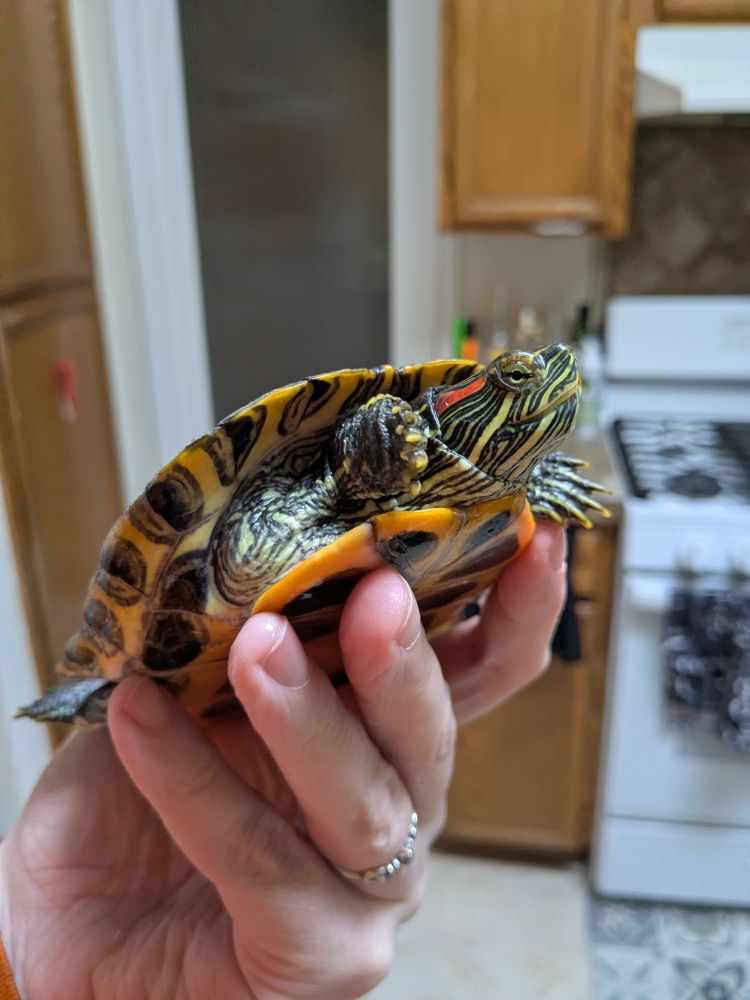 A white woman's hand holds a red eared slider. He's very cute.