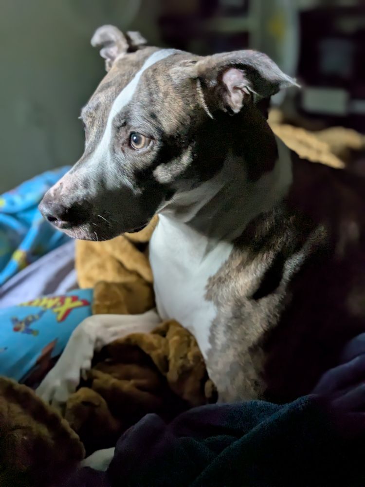 Brown and white whippet + pit mix in dramatic lighting.