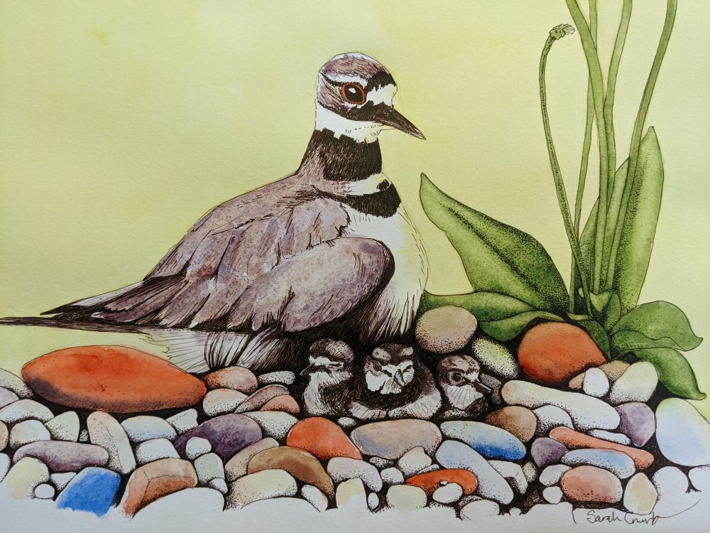 An ink drawing of a mother killdeer protecting three chicks, sitting on a ground of various colored pebbles, with a plant growing to the right. Background color of green gold. Multicolored pebbles.