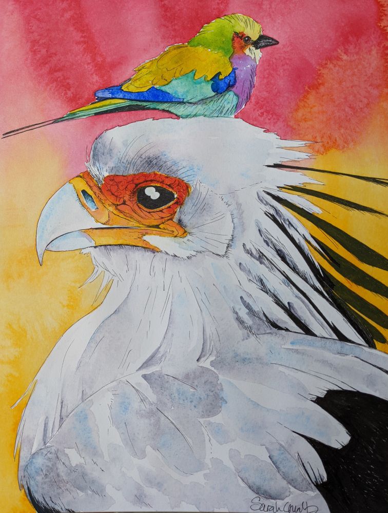 Ink drawing with bright watercolors of a secretary bird and a lilac breasted roller sitting on its head.