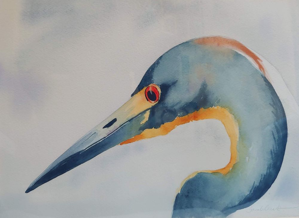 A sideview portrait of a tri-colored heron. Watercolor.