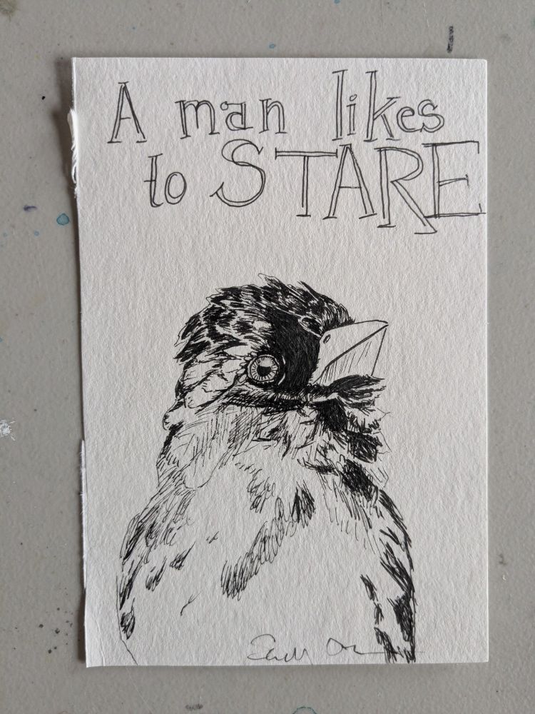 A black inked Harris's sparrow looking kinda scruffy. Handlettered text reads "A man likes to STARE"
