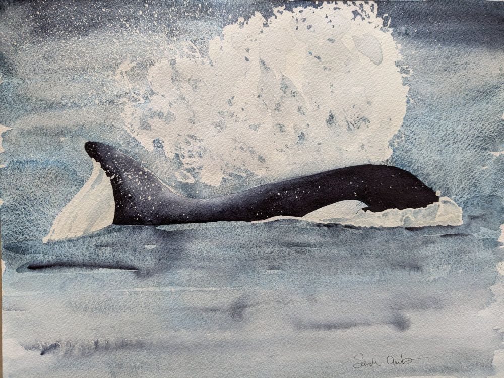 Watercolor painting of a surfacing orca blowing a mist cloud.
