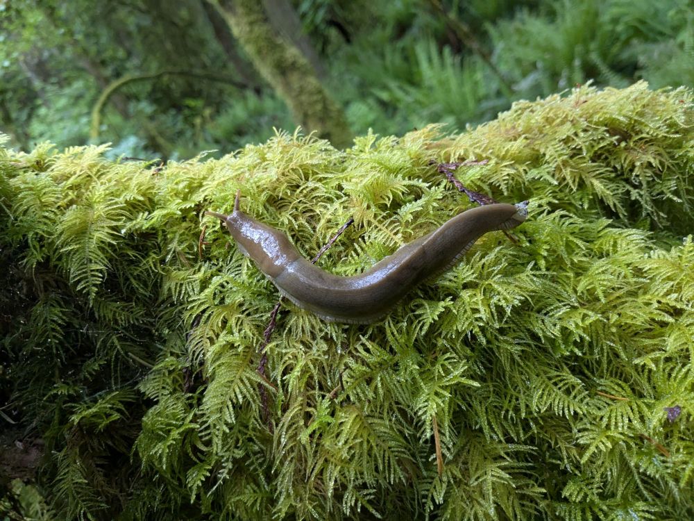 A mossy closeup with a banana slug.