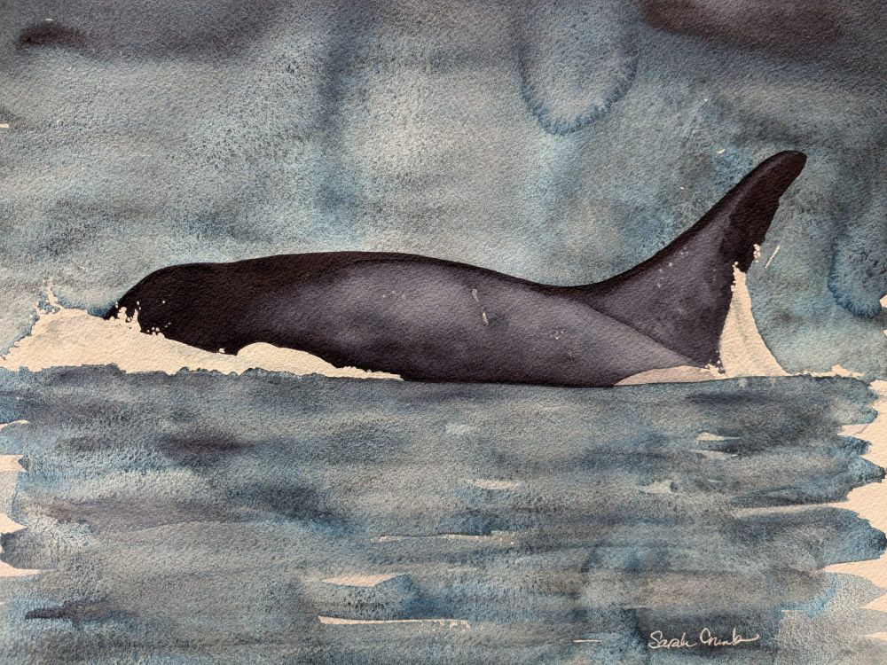 A surfacing orca painted in watercolor.