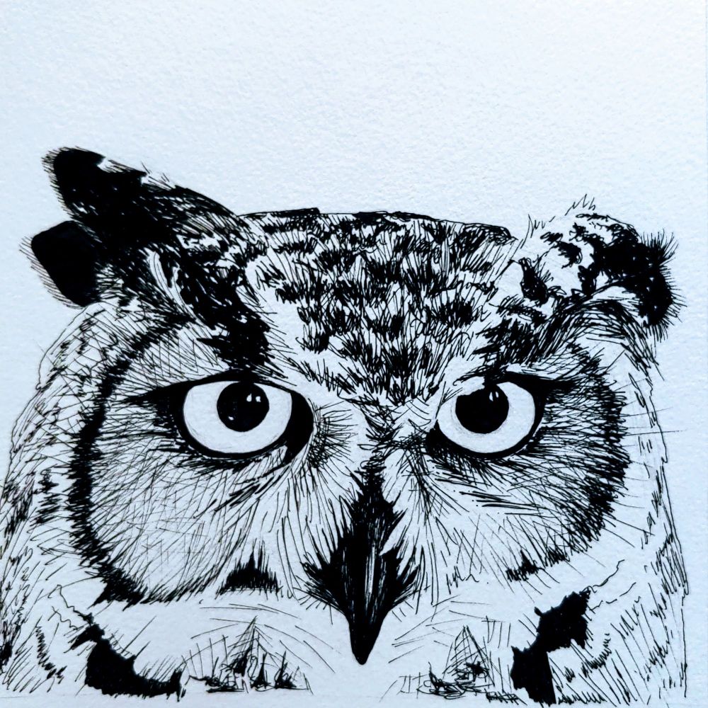 A very detailed inked drawing of a great horned owl looking very intense.